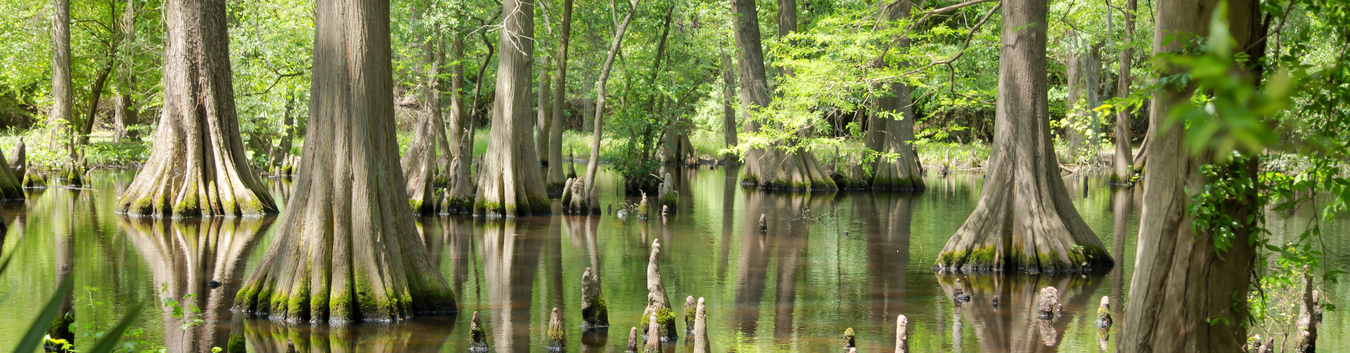 Louisiana marsh with cypress trees.